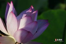 小暑代表的意思,小暑节气的含义是什么意思 小暑代表的意思,小暑节气的含义是什么意思