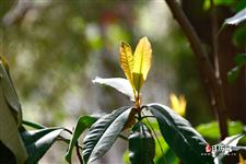 小暑属于哪个季节,小暑是什么季节的节气 小暑属于哪个季节,小暑是什么季节的节气