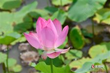 2021年哪天入伏哪天中伏哪天末伏