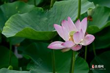 入伏是什么意思，今年什么时候入伏