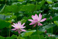 今年什么时候入伏？俗语“小暑逢庚起初伏”