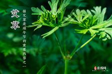 三伏天艾灸的功效