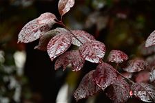 入伏下雨谚语