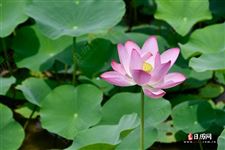 今年三伏共有40天，7月11日开始到8月19日结束