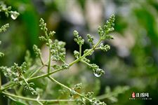 入伏第一天下雨有什么说法