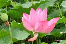 2021年几点入伏，2021年7月11日几点入伏