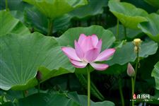 入伏祝福语，三伏天祝福语