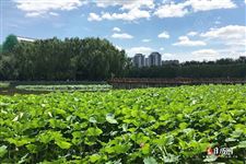 2021二伏从什么时候开始