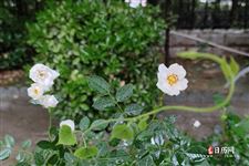 入伏第一天就下雨好不好