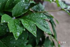 入伏下雨的谚语