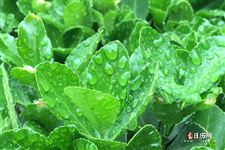 入伏下雨可以贴三伏贴吗
