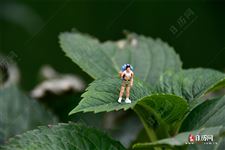 三伏贴每天贴还是隔天贴