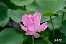 大暑是什么意思啊，大暑节气含义是什么