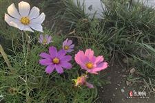 中伏为什么有10有20天的