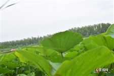 大暑最热还是立秋最热，大暑立秋处暑分别是几月几日