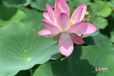 三伏贴怎么贴