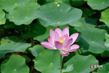 中伏20天几年一次