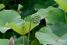 中伏吃什么，中伏吃什么好