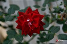 中伏怎样养生