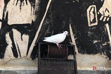 中伏和末伏区别