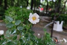中伏下雨有什么说法
