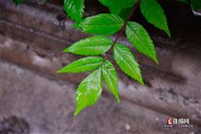 中伏下雨好吗