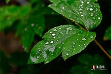 二伏下雨好吗 二伏下雨怎么样