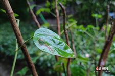 立秋下雨的唯美句子 立秋下雨的唯美句子