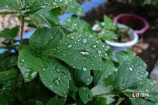 2021立秋是下雨好还是不下雨好 2021立秋是下雨好还是不下雨好