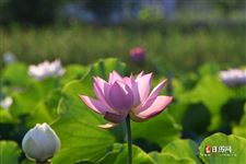 暑伏是几月几号2021第二伏