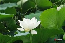 暑伏是几月几号2021第三伏