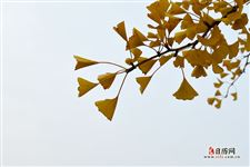 2021年立秋时间是早还是晚，早立秋与晚立秋的区别
