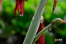 关于立秋下雨的说说