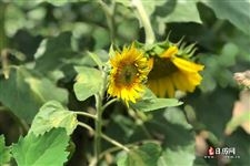 2021年三伏最后一天是几号