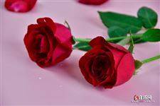 2021年中国的七夕情人节是几月几号？送几朵玫瑰花合适+巧克力