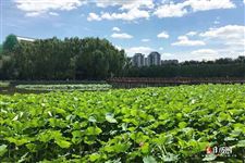 2022年7月19日是什么日子