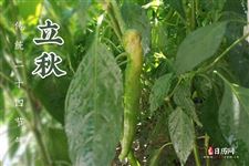 2022年什么时候立秋,立秋时间几点几分 2022年什么时候立秋,立秋时间几点几分