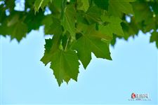 七月十五是什么节,七月半是什么节日 七月十五是什么节,七月半是什么节日