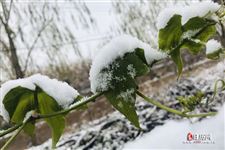 2022年什么时候开始数九什么时候结束