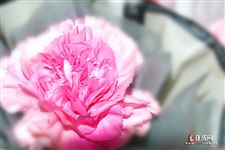 2025年护士节日期是哪天