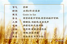 芒种节是哪天2025年