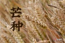 2025年哪天是芒种时节
