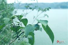 今年小暑是7月几号2025