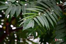 2025梅雨季节是什么时间