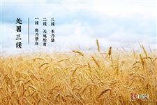 2025年处暑是三伏天结束吗