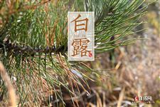 2025年白露后还要热多久