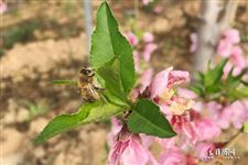 2026年花朝节是哪一天
