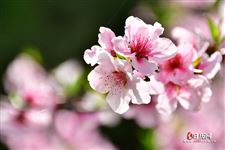2026年上巳节是几月几日