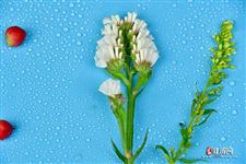 7.14是什么情人节 7.14是什么情人节