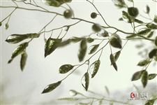 雨水节气祝福短信 2021年雨水祝福语大全